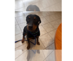 Small Rottweiler