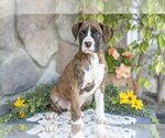Small #1 Boxer