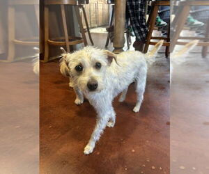 Maltese-Poodle (Standard) Mix Dogs for adoption in San Diego , CA, USA