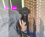 Small Labrador Retriever Mix