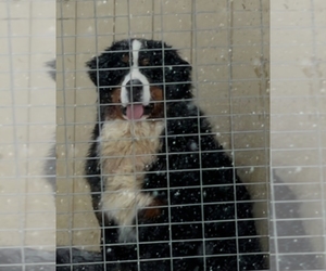 Father of the Bernese Mountain Dog puppies born on 04/04/2026