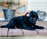 Small #2 Australian Retriever