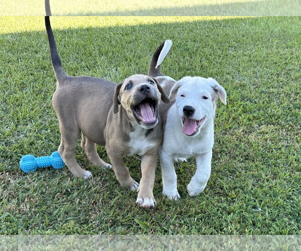 Medium Photo #2 Labrador Retriever-Unknown Mix Puppy For Sale in Garner, NC, USA