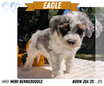 Small Photo #63 Miniature Bernedoodle Puppy For Sale in GOSHEN, IN, USA