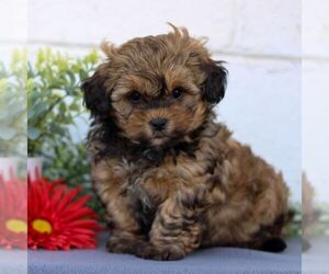 ShihPoo Puppy for sale in GORDONVILLE, PA, USA