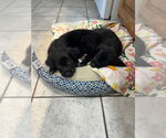 Small #1 Mutt