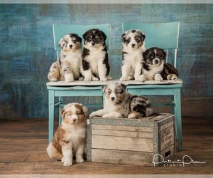 Australian Shepherd Puppy for sale in LODA, IL, USA
