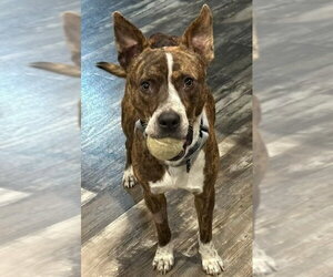 Mutt Dogs for adoption in Boston, MA, USA