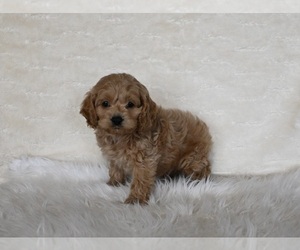 Cockapoo Puppy for sale in FRESNO, OH, USA