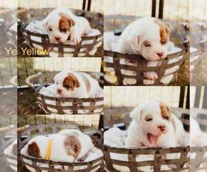 Olde English Bulldogge Puppy for sale in WHEELER, MI, USA