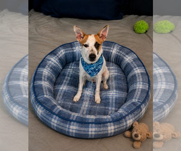 Medium Photo #2 Jack Russell Terrier-Unknown Mix Puppy For Sale in Mt. Laurel, NJ, USA