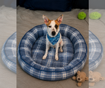 Small #1 Jack Russell Terrier Mix