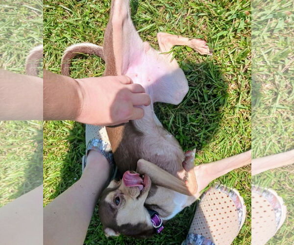 Medium Photo #6 Chihuahua-Unknown Mix Puppy For Sale in Caribou, ME, USA