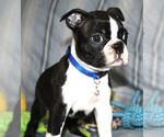 Small #7 Boston Terrier