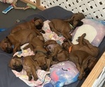 Small Photo #17 Rhodesian Ridgeback Puppy For Sale in RIVERSIDE, CA, USA
