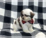 Small #5 ShihPoo