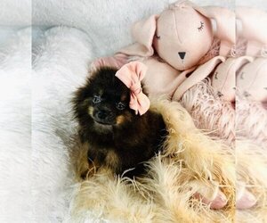 Pomeranian Puppy for sale in WEST PALM BEACH, FL, USA