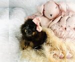 Small Pomeranian