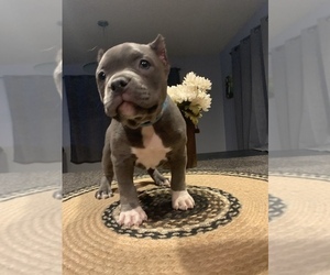 American Bully Puppy for sale in HASTINGS, MI, USA