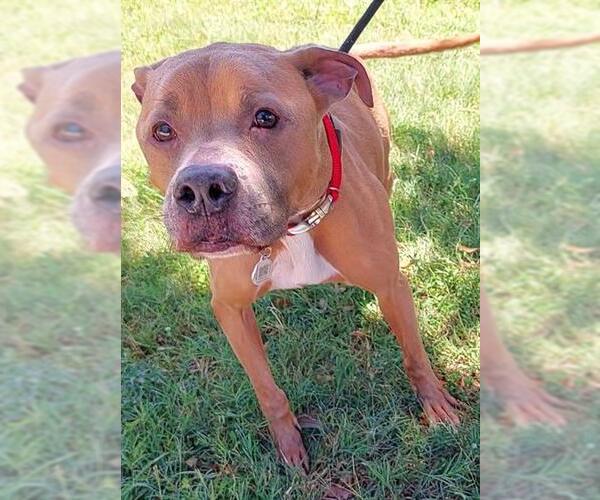 Medium Photo #1 American Pit Bull Terrier-Unknown Mix Puppy For Sale in Fort Lauderdale, FL, USA
