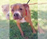 Small American Pit Bull Terrier Mix