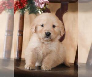 Golden Retriever Puppy for sale in ROCHESTER, MN, USA