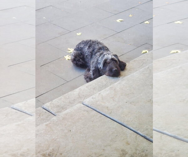 Medium Photo #3 Goldendoodle (Miniature) Puppy For Sale in Crystal, MN, USA