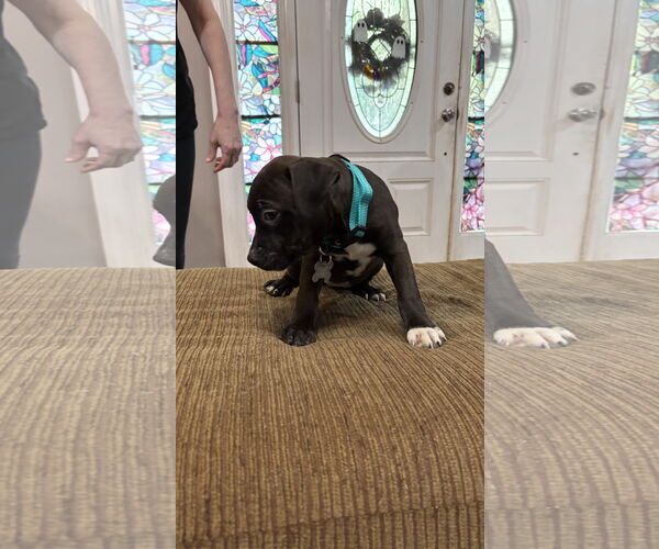 Medium Photo #2 Staffordshire Bull Terrier-Unknown Mix Puppy For Sale in Holly Springs, NC, USA