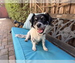 Small #1 Colonial Cocker Spaniel Mix