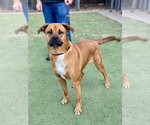 Small Photo #11 Boxer Puppy For Sale in Austin, TX, USA