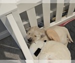 Small Photo #1 Golden Retriever Puppy For Sale in MESA, AZ, USA