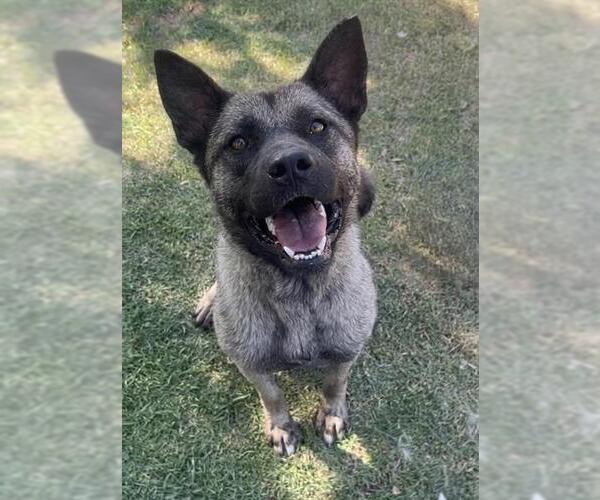 Medium Photo #2 Akita-Unknown Mix Puppy For Sale in Riverside, CA, USA