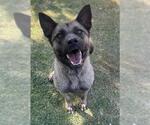 Small #1 Akita Mix