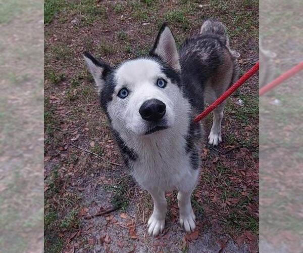 Medium Photo #1 Siberian Husky Puppy For Sale in Fort Lauderdale, FL, USA