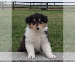 Collie Puppy for sale in FREDERICKSBURG, OH, USA