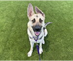 Small #4 German Shepherd Dog