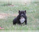 Small Photo #2 American Bully Puppy For Sale in BURLINGTON JUNCTION, MO, USA