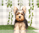 Small #3 Yorkshire Terrier