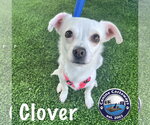 Small Chihuahua Mix
