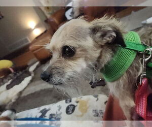 Barry - Male Cairn Terrier-Unknown Mix Dog for Adoption - Photo #9