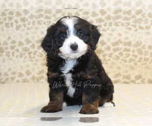 Miniature Bernedoodle Puppy for sale in DENVER, PA, USA