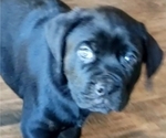 Puppy All Black Cane Corso-Rottweiler Mix