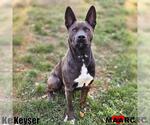 Small #5 Australian Kelpie Mix
