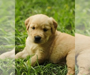 Golden Retriever Puppy for Sale in AIKEN, South Carolina USA