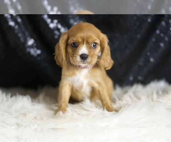 Medium Photo #2 Cavalier King Charles Spaniel Puppy For Sale in WARSAW, IN, USA
