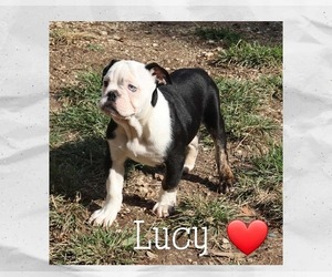 Medium Olde English Bulldogge
