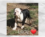 Puppy Lucy Olde English Bulldogge