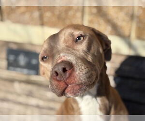 Mutt Dogs for adoption in Tulsa, OK, USA