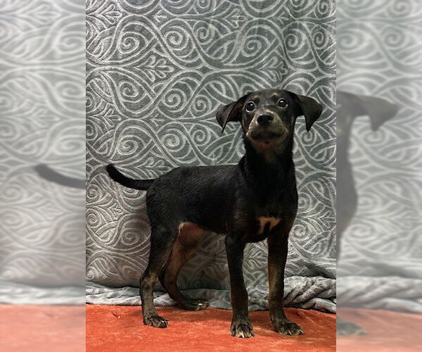 Medium Photo #2 Labrador Retriever-Unknown Mix Puppy For Sale in Wetumpka, AL, USA