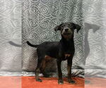 Small #1 Labrador Retriever Mix